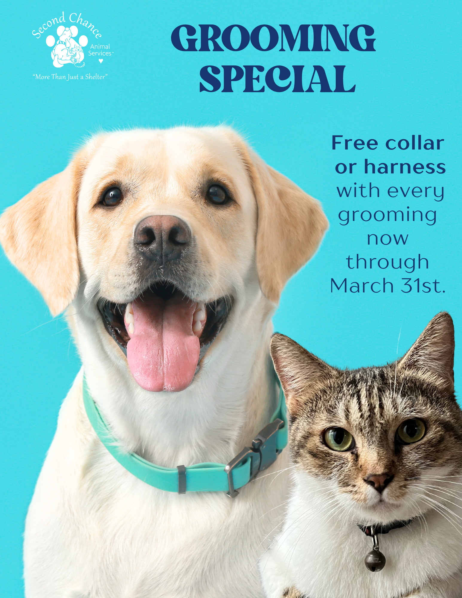 Feb DogCat Grooming Website